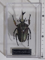 57846 Collezione Insetti De Agostini - MECYNORHINA POLYPHEMUS - Figurini & Soldatini