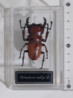 57857 Collezione Insetti De Agostini - HOMODERUS MELLYI - Figurines