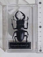 57858 Collezione Insetti De Agostini - PROSOPOCOILUS DISSIMILIS - Figuren