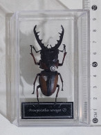 57864 Collezione Insetti De Agostini - PROSOPOCOILUS SAVAGEI - Figuren