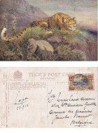 Femelle De L'espèce Léopard « OILETTE » De Raphael Tuck & Sons N° 8785 ANIMAUX SAUVAGES Congo Belge - Interi Postali