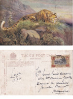 Femelle De L'espèce Léopard « OILETTE » De Raphael Tuck & Sons N° 8785 ANIMAUX SAUVAGES Congo Belge - Stamped Stationery