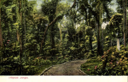 Costa Rica, C.A., Tropical Jungle (1910s) Wimmer Postcard - Costa Rica