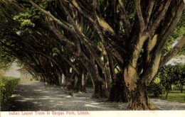 Costa Rica, C.A., Vargas Park, Indian Laurel Trees (1910s) Wimmer Postcard - Costa Rica