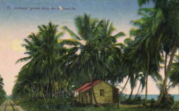 Costa Rica, C.A., Coconut Groves Along The Northern Ry (1926) Wimmer Postcard - Costa Rica