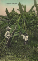 Costa Rica, C.A., Cortando Bananas (1910s) Postcard - Costa Rica