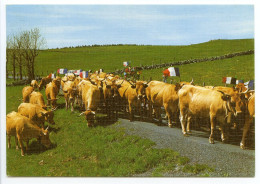 48 - Sur Les Monts D'Aubrac - La Transhumance - Aumont Aubrac