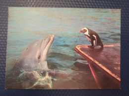 OLD Soviet POSTCARD -  Georgia, Batumi Zoo Oceanarium. Georgia  - DOLPHIN And Penguin 1980 - Delfines