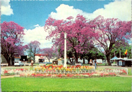 22-11-2023 (3 V 6) Australia - NSW - Grafton Jacaranda Tree At Market Square - Arbres