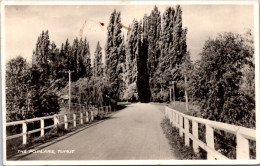 22-11-2023 (3 V 6) Australia - Very Old - B/w - NSW - Poplars (trees) In Tumut (written Circa 1950's) - Otros & Sin Clasificación