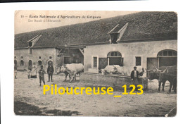 78 Yvelines - GRIGNON - " Ecole Nationale D'Agriculture " - Les Bœufs à L'Abreuvoir " - BELLE ANIMATION - Grignon