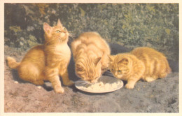 FANTAISIE - Chats - CHAT - Animaux Et Faune - CATS - Carte Postale - Chats