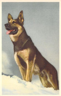 FANTAISIE - Chiens - CHIEN - Animaux Et Faune - DOG - Carte Postale - Hunde