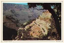 ETATS-UNIS - Arizona - Grand Canyon - The Famous Mule Train - Carte Postale Récente - Grand Canyon