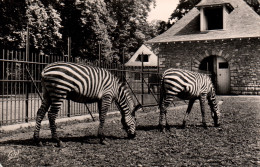 Les Zèbres à Lyon Au Parc De La Tête D'Or - Carte CAP N° 222 De 1955 - Zebra's