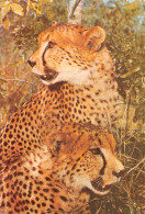 Zimbabwe Rhodesia Cheetah Guepard Acinonyx Julatus  Publisher PVT Salisbury HARARE (Scan R/V) N° 40 \MP7117 - Zimbabwe
