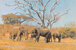 Zimbabwe Rhodesia Elephant Publisher PVT HARARE (Scan R/V) N° 33 \MP7117 - Zimbabwe