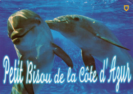 CPM -  D - PETIT BISOU DE LA COTE D'AZUR - DAUPHIN - Delfines
