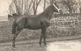 La Normandie  Produit Normand Cheval Chevaux Hippisme - Autres & Non Classés