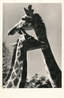 GIRAFFEN    PHOTOCARD - Girafes