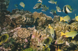 POISSONS DES TROPIQUES  - Jardin De Corail  Affranchissement Wallis Et Futuna   Superbe - Fish & Shellfish
