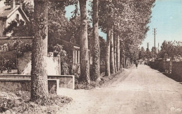 Savigné Sur Lathan * L'avenue De La Promenade Et Les Douves - Andere & Zonder Classificatie