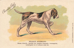 Braque Allemand * CPA Illustrateur * Publicité Chocolat Louis * Race Chien Dog Dogs Chiens - Perros