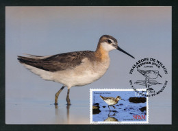 SAINT PIERRE ET MIQUELON (2023) Carte Maximum Card - Phalarope De Wilson, Phalaropus Tricolor, Bird, Oiseaux, Wader - Tarjetas – Máxima