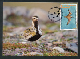 GREENLAND (2023) Carte Maximum Card - UN World Migratory Bird Day Golden Plover Pluvialis Apricaria Pluvier Doré Bird - Maximumkarten (MC)