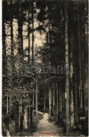 * T3/T4 1914 Feketehegyfürdő, Feketehegy, Cernohorské Kúpele (Merény, Vondrisel, Nálepkovo); Erdei út / Forest Road (Rb) - Unclassified