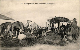 ** T1 Campement De Chameaux (Sénégal) / Camels Camp - Non Classés