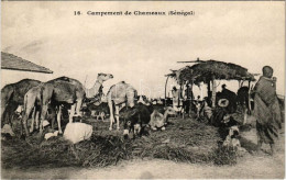 ** T1 Campement De Chameaux (Sénégal) / Camels Camp - Sin Clasificación