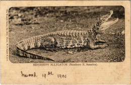 T2 1905 Mississippi Alligator (Southern N. America). The Wrench Series No. 2313. Photo. W. P. Dando (fl) - Sin Clasificación