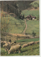 Weidende Schafe Im Kinzigtal - Haslach