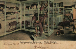 CARLSBOURG - Institut Agronomique -  Musée : Zoologie  (colorée) - Paliseul