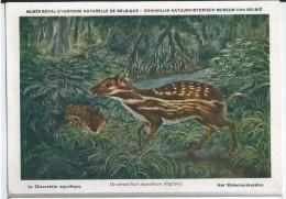 CP : Musée Royal D'histoire Naturelle De Belgique - Mammifères Protégés Au Congo - 28 Le Chevrotain Aquatique (2 Scans) - Sammlungen & Sammellose