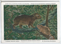 CP : Musée Royal D'histoire Naturelle De Belgique - Mammifères Protégés Au Congo - 29 Le Daman Arboricole ... (2 Scans) - Collections & Lots