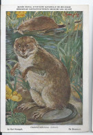 CP : Musée Royal D'histoire Naturelle De Belgique - Mammifères Protégés Au Congo - 36 Le Rat Musqué (2 Scans) - Collections & Lots