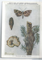 CP : Institut Royale Des Sciences Naturelles De Belgique - Insectes De Belgique - 9 Pyrale Des Verticilles (2 Scans) - Collections & Lots