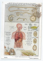 CP : Institut Royale Des Sciences Naturelles De Belgique - Vers Parasites De L'homme - 6 Ascaris (2 Scans) - Sammlungen & Sammellose