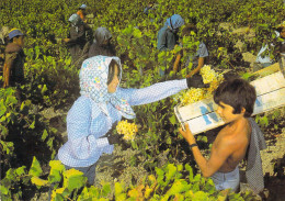 Chypre - Vendanges - Chypre