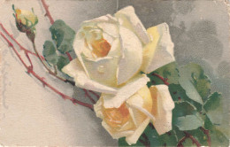 FLEURS PLANTES ET ARBRES - Fleurs - Deux Roses Blanches - Colorisé - Carte Postale Ancienne - Bloemen