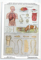 CP : Institut Royale Des Sciences Naturelles De Belgique - Vers Parasites De L'homme - 3 Ténia Inerme, ... (2 Scans) - Verzamelingen & Kavels