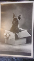 DOG CHIEN Scottish Terrier - Chiens