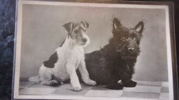 DOG CHIEN Scottish Terrier FOX - Cani