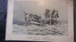 DOG CHIEN BASSETS BLEUS DE GASCOGNE APPARTENANT A MR ALAIN BOURBON 1911 - Chiens