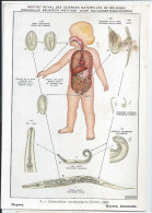 CP : Institut Royale Des Sciences Naturelles De Belgique - Vers Parasites De L'homme - 9 Oxyure (2 Scans) - Collections & Lots