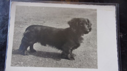 DOG CHIEN DACHSHUND TECKEL - Cani