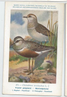 CP : Musée Royale D'histoire Naturelle De Belgique - Oiseaux - N° 273 Pluvier Guignard (2 Scans) - Verzamelingen & Kavels