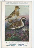 CP : Musée Royale D'histoire Naturelle De Belgique - Oiseaux - N° 274 Pluvier Doré - Signé Hub. Dupond (2 Scans) - Collections & Lots
